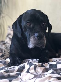 Close-up portrait of a dog