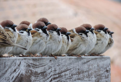 Close-up of birds perching