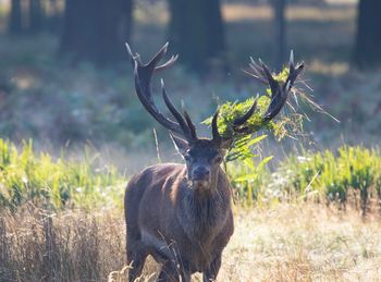 Stag standing amidst plants on field