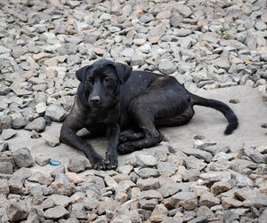 Black dog on rock