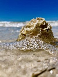 Close-up of crab on beach against sky