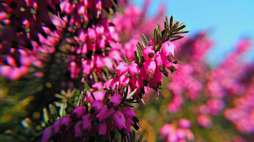 Close-up of pink flowers