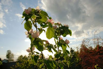 Low angle view of plants against cloudy sky