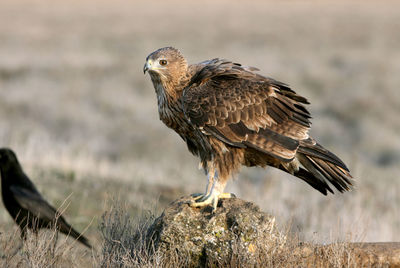 Close-up of eagle