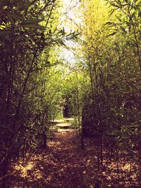 View of trees in park