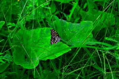 Close-up of insect on leaf