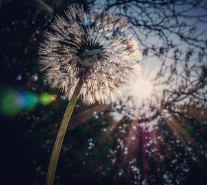 Close-up of dandelion on plant