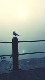 Bird perching on sea against sky during sunset