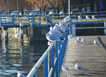 Seagull perching on bollard