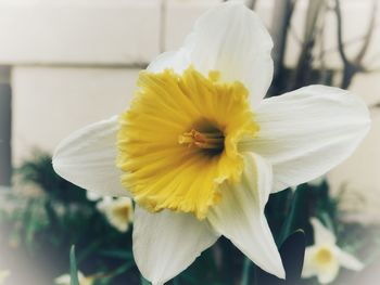 Close-up of yellow daffodil flower