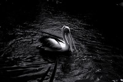 High angle view of swan in lake