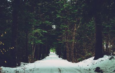 Trees in forest during winter