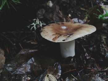 Close-up of fly agaric mushroom