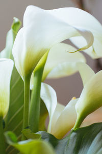 Close-up of white flowering plant