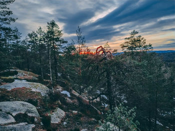 Plants and trees against sky during sunset