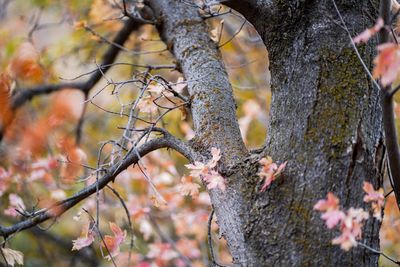 Close-up of a tree