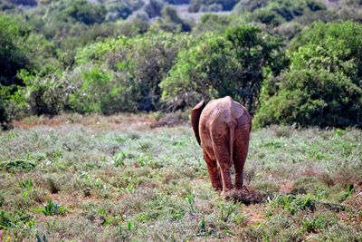 Horse grazing on field