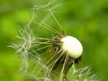 Close-up of dandelion on plant