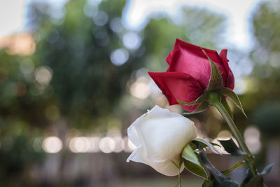 Close-up of rose against blurred background