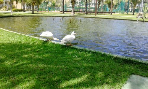 Swans on lake