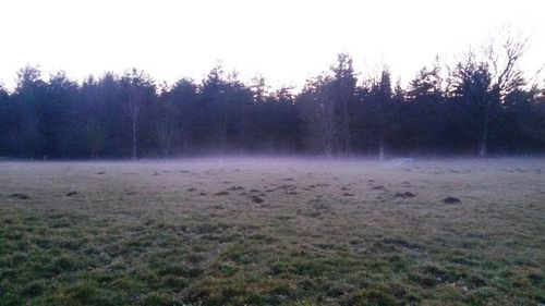 Scenic view of forest