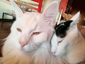 Close-up portrait of white cat