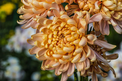 Close-up of yellow flowering plant
