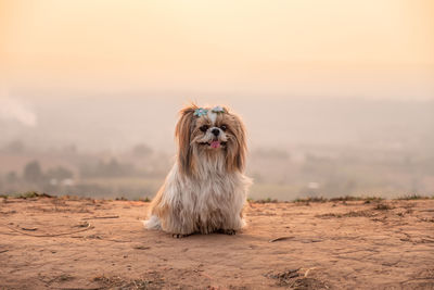 Dog looking away on land against sky during sunset