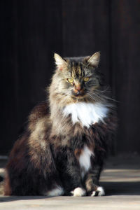 Close-up of cat sitting on floor