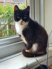 Portrait of cat sitting on window sill