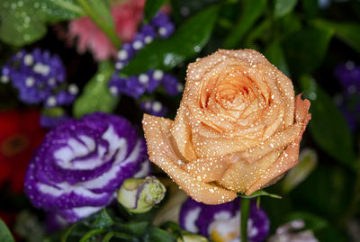 Close-up of wet purple rose flower