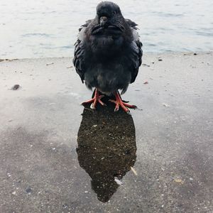 Close-up of bird on beach