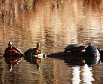 Ducks swimming in lake