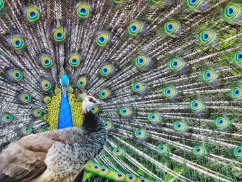 Close-up of peacock