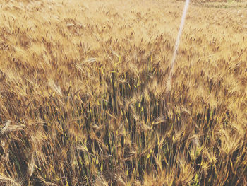 Full frame shot of wheat field