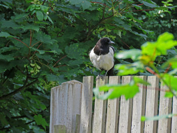 Close-up of bird perching on wood