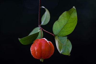 Close-up of fruits against black background