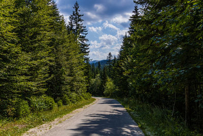 Road amidst trees in forest