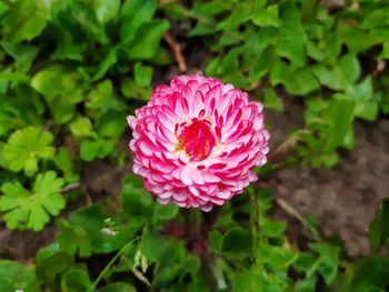 flowering plant