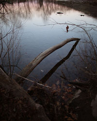 Reflection of bare trees in lake