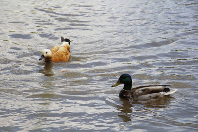 View of ducks in lake