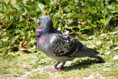 Close-up of pigeon perching on a field