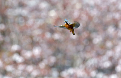 Bird hovering in front of a cherry blossom