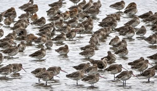 Flock of seagulls on beach