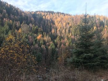 View of trees in forest during autumn