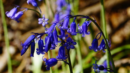 Close-up of purple flowering plants