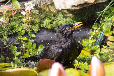 Close-up of wet bird perching on leaf over lake