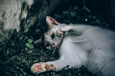 Cat relaxing on field