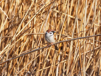 Bird perching on plant