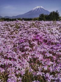 Close-up of fresh purple flowers against sky